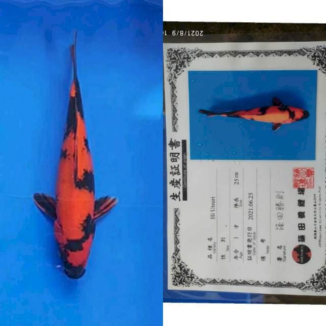 Hi Utsuri 30bu Import Shinoda jos