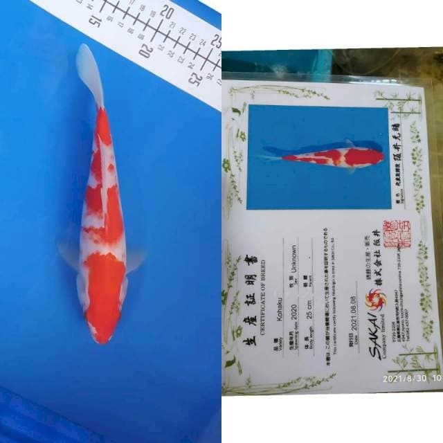 Kohaku 26cm Sakai Ltd A