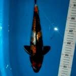 Showa gindrin 35cm 
