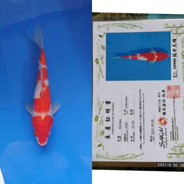 Kohaku 26cm Sakai Ltd C