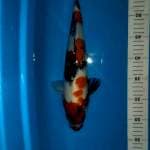 Showa 35cm