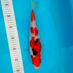 Sanke 31cm