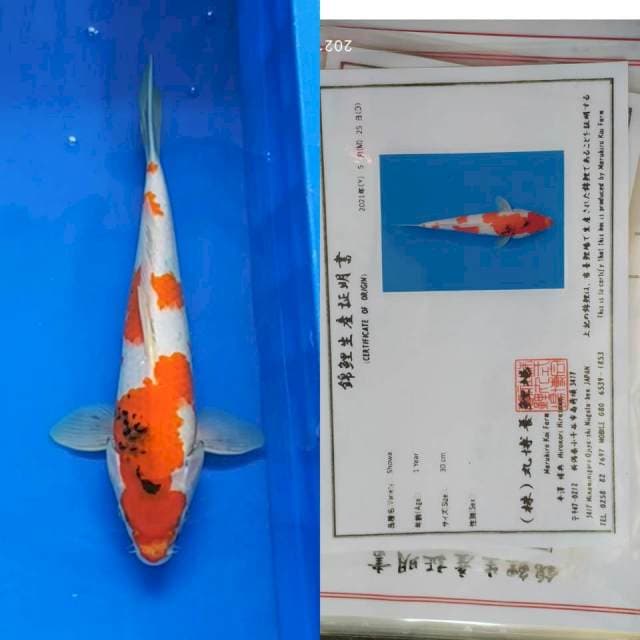 Showa 35cm Maruhiro