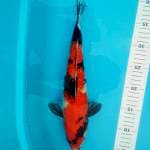 Showa ginrin 35cm 