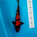 Showa jantan 33cm