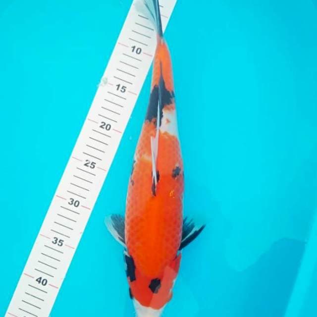 Showa 38cm