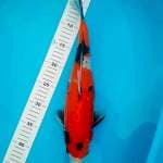 Showa 38cm
