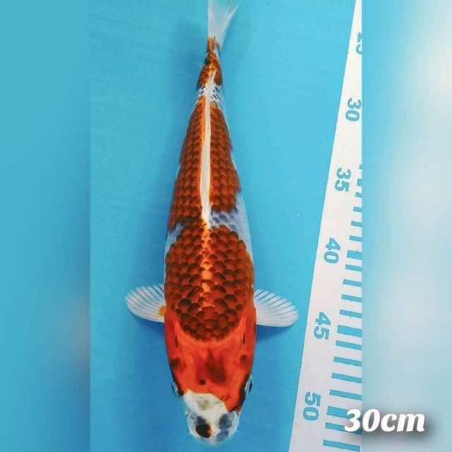 Kojaku 3 stepp 30cm