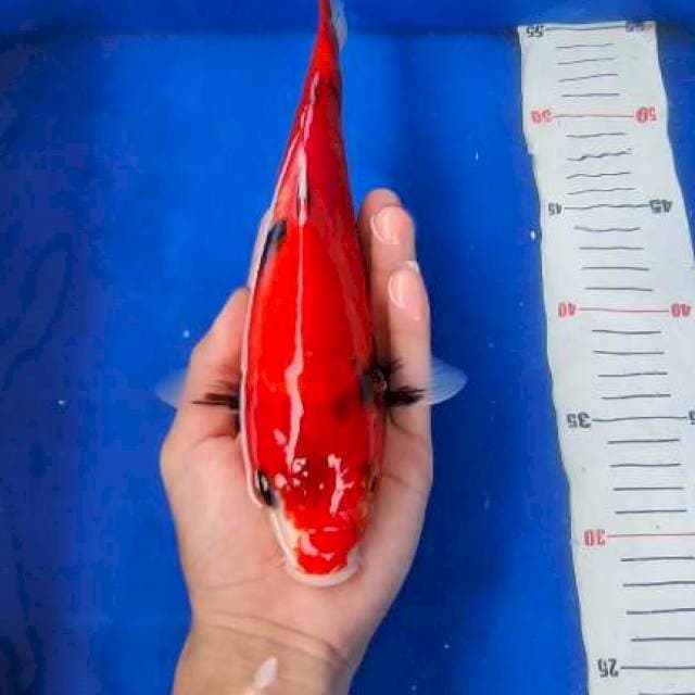 29cm Showa superred