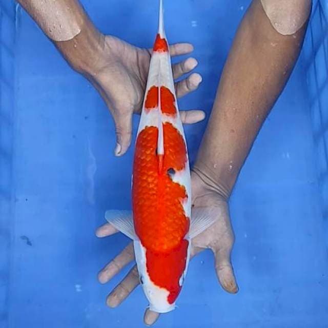 Sanke 39cm