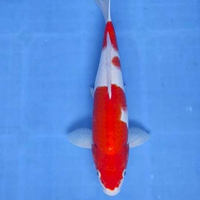 Kohaku 32xm