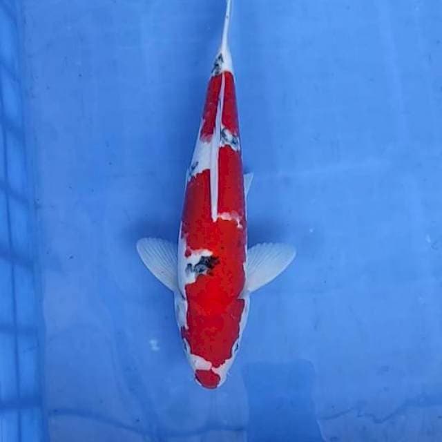 Sanke 30cm
