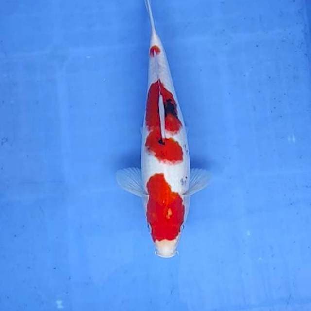 Sanke 30cm