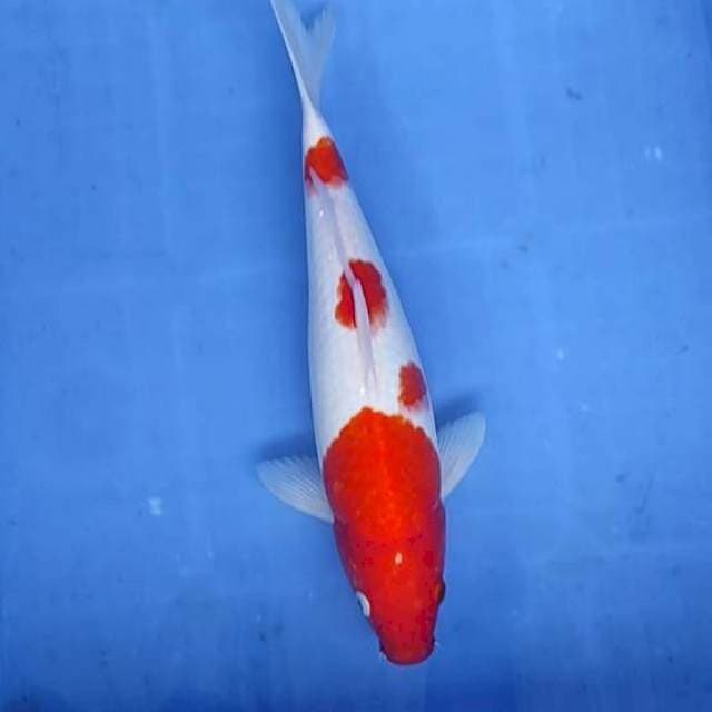 Kohaku 33cm