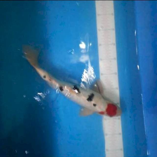 Sanke male 37cm