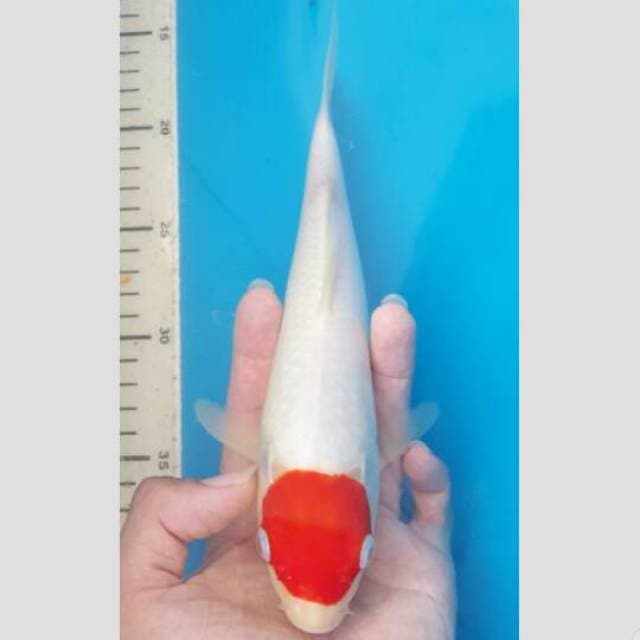 tancho original merah darah 30bu