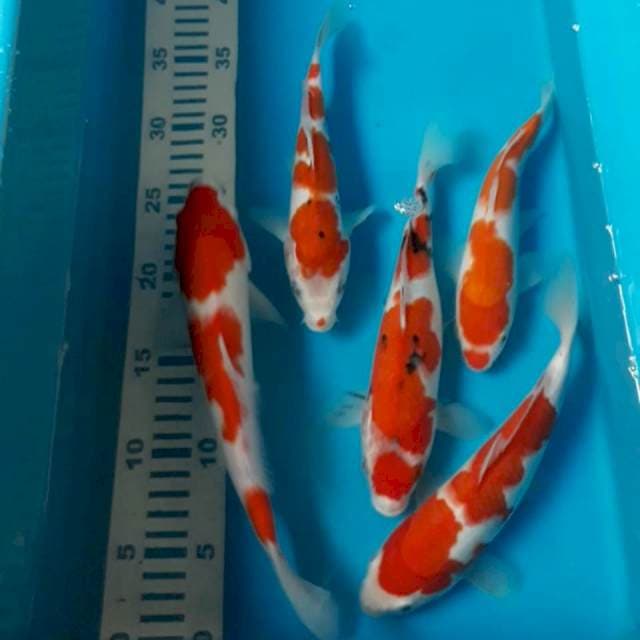 Kohaku Sanke 5 ekor 20-25 cm