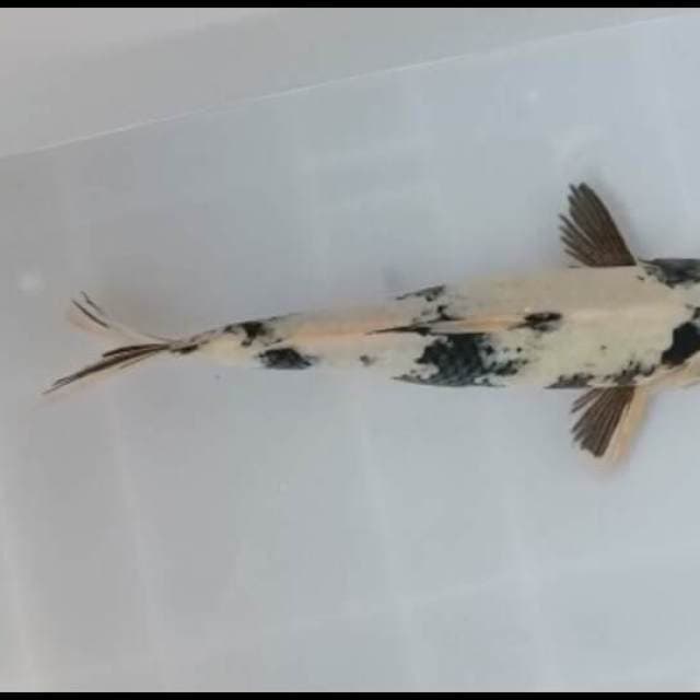 Shiro betina 31cm