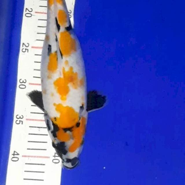 Showa 30 cm