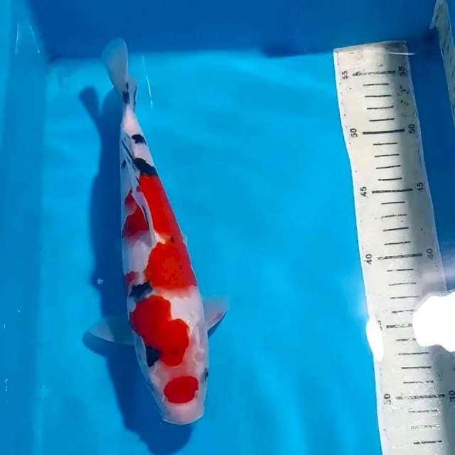 MARUTEN SANKE 29 CM 