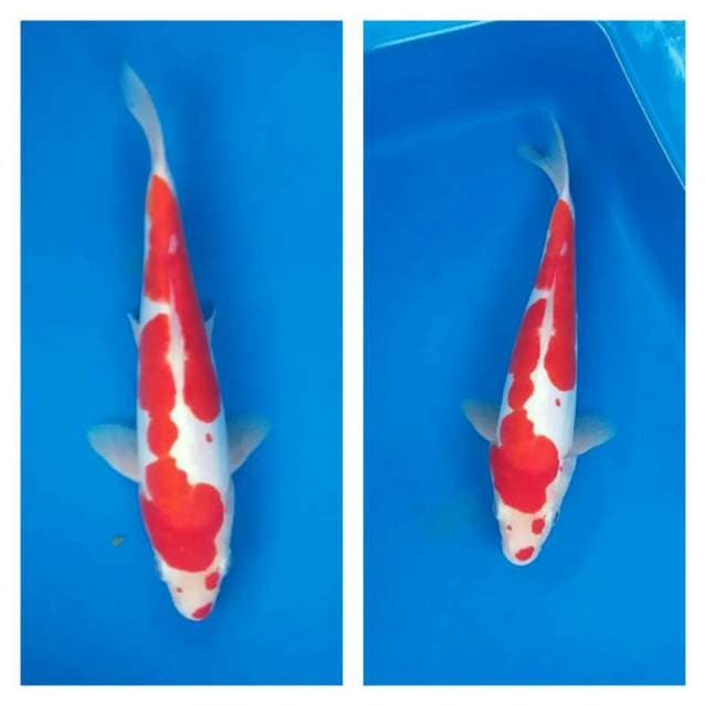 Kohaku doitsu murni ori