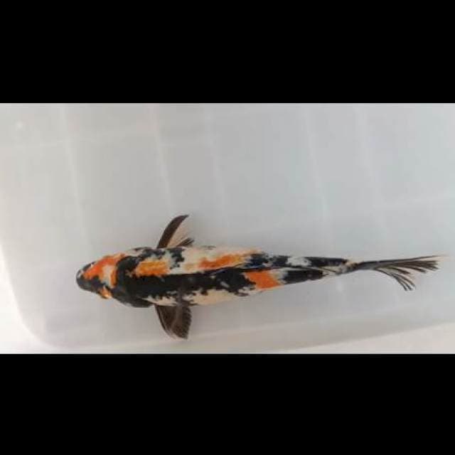 Showa sansoku 32cm