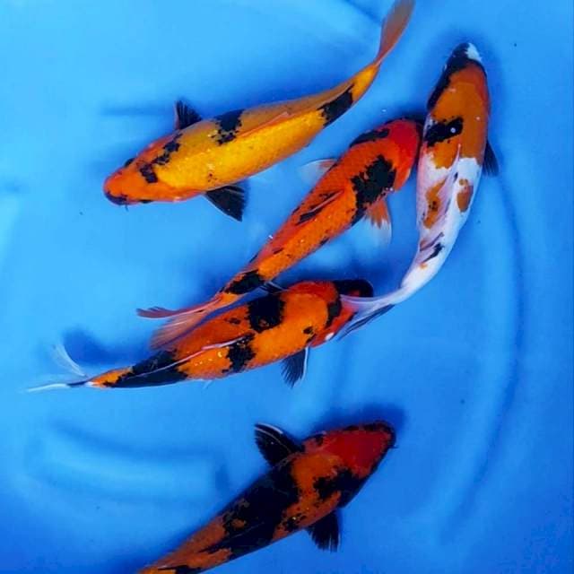 3. Showa 5 Ekor || 28-30 cm