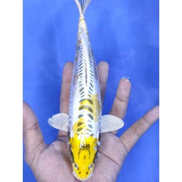 7. Hariwake Doitsu || 25 cm