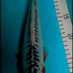 Hanasusui 28 cm 
