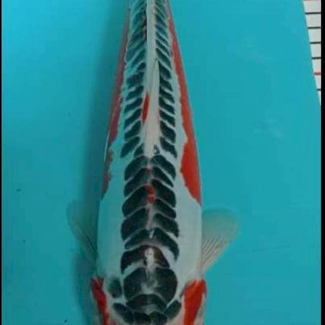 Hana susui 30 cm