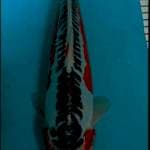Hana susui 30 cm