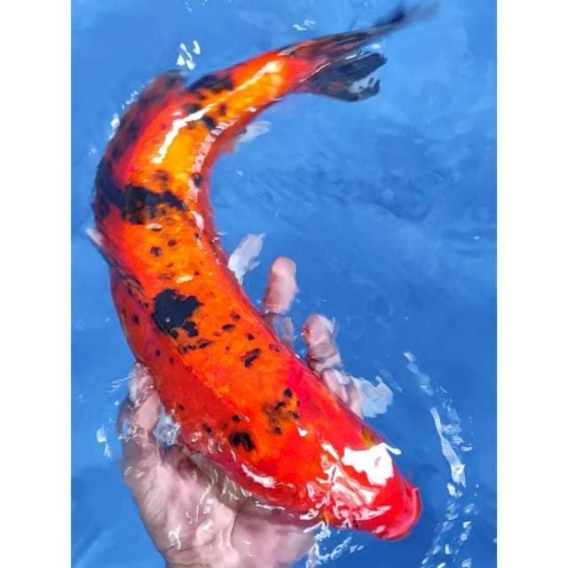 12. Aka Bekko || 41 cm || Jantan