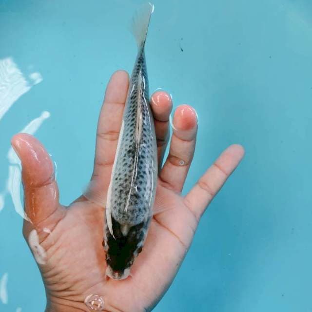Tckoromogosiki20cm