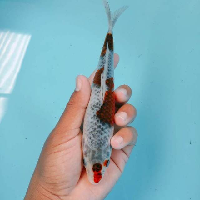 Koromogoshiki20cm