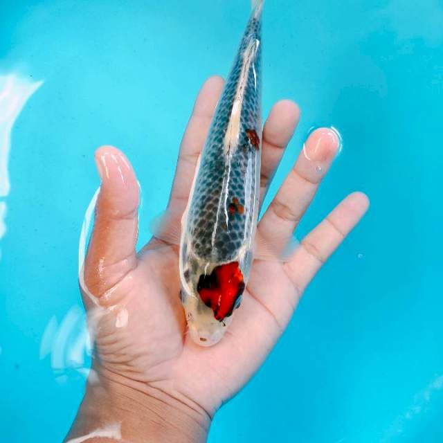 Tc gosiki 24cm
