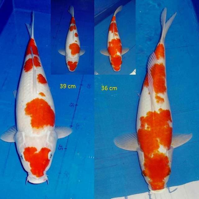 Mix 1 Kohaku Jumbo
