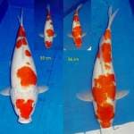 Mix 1 Kohaku Jumbo
