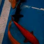Mix polosan body joss