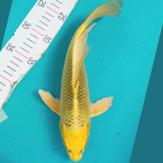 Kumpay Kin Matsuba 28cm