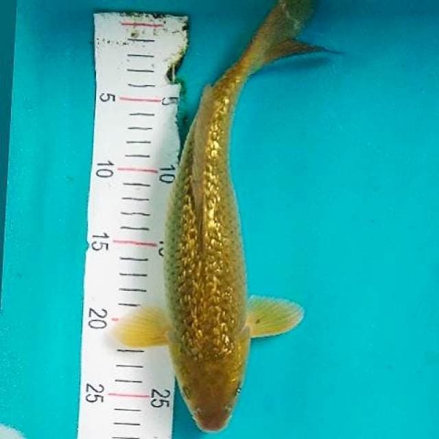 Midori Ginrin 30cm