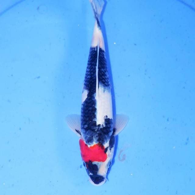 MIKOSU TANCHO SHOWA