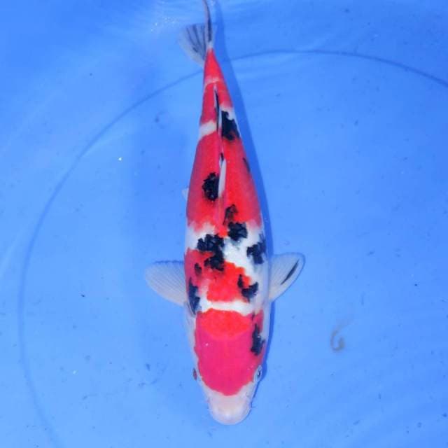CHUKY SANKE 34cm