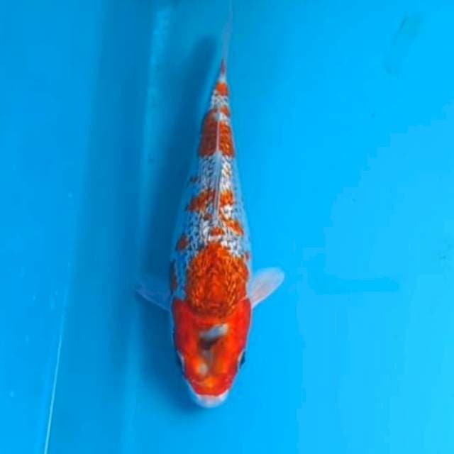 Ginrin Full 21cm