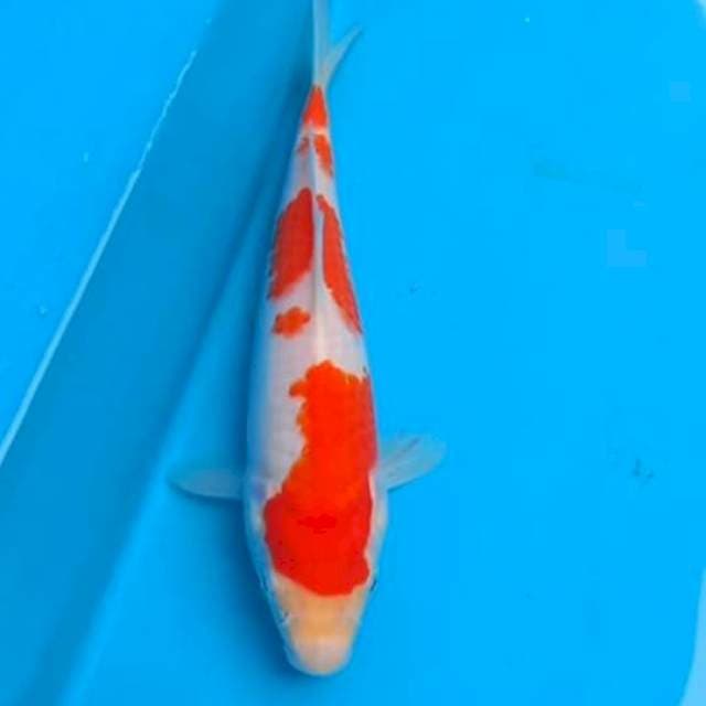 Kohaku 25cm