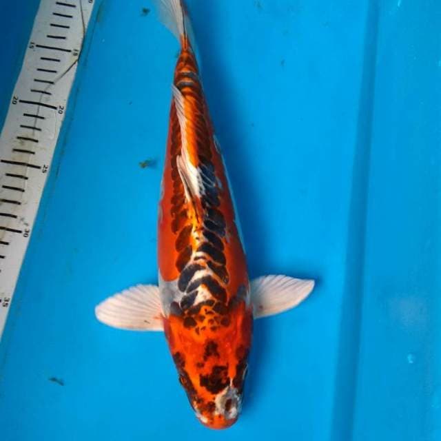 DOITSU KUJAKU 35 cm