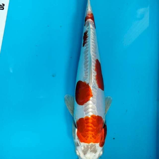 Kiko 26cm