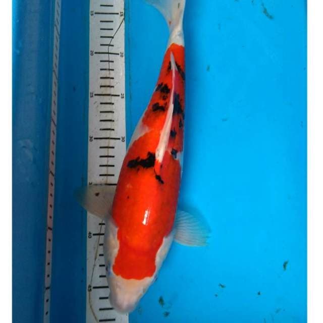 SANKE 38 cm