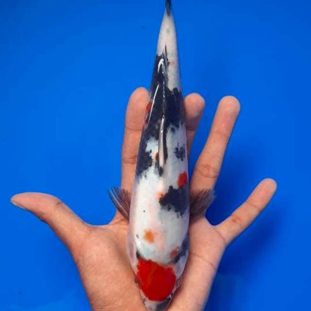 Tancho showa 24cm
