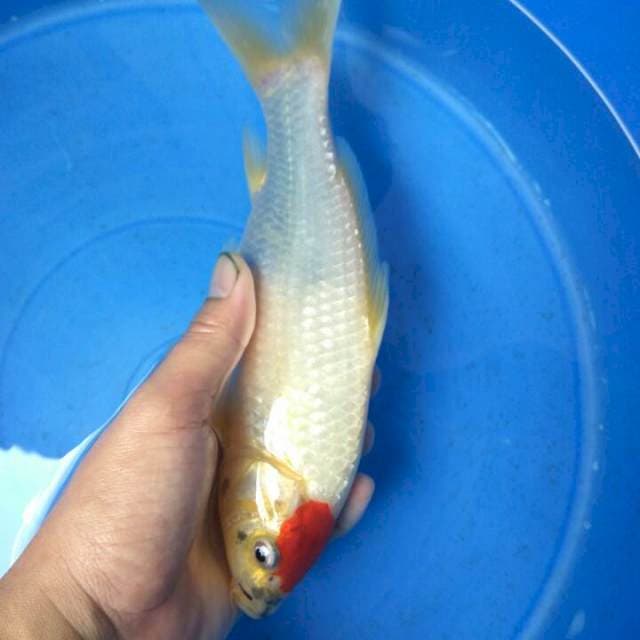 Tancho ORI MALE