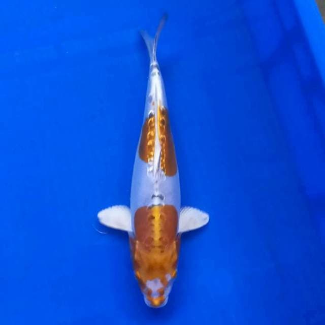 Hariwake Doitsu